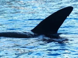 Orca en el medio subacuático