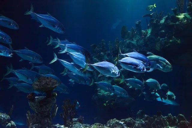 Peces en la inmersión de buceo profundo