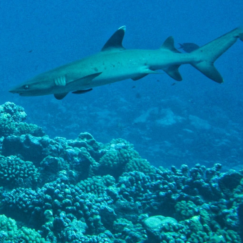 Tiburones en Rangiroa